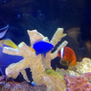Damsel, clown and tang hanging out