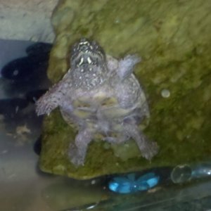 My musk turtle