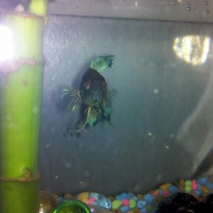 Her mate!! Mating will be happening between the 2 bettas soon!!!