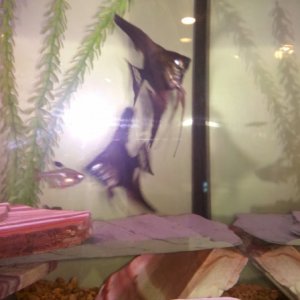 My juvi FW angels with a tetra behind them, had these angels since they were not even a half inch big