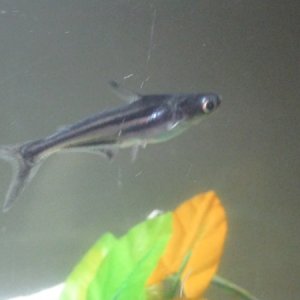 My Pangasius catfish he is about 1-1/2" to 2" and my wife named him shadow lol
