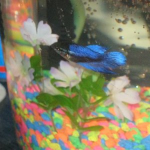 another of the betta. she finally gave me her profile