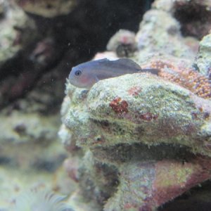 Clown goby (moved to nano)
