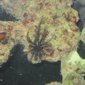 Feather Star fish recovering