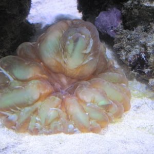 catseye coral