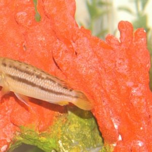 melanochromis auratus pair