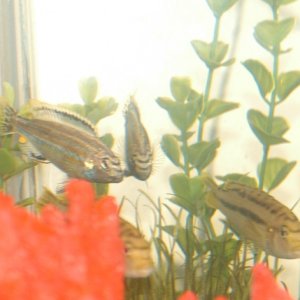 melanochromis auratus pair