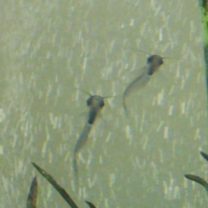 Slugs! The Baby Glass Catfish..