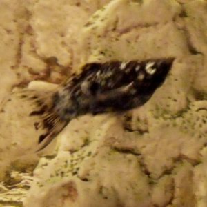 Dalmatian Lyretail Molly: "Fabio"

RIP Fabio :(