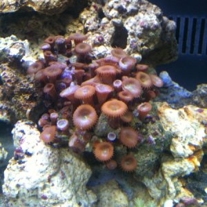 corals day 2 in tank