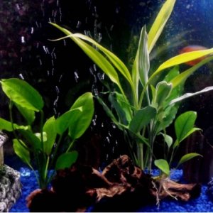 Foreground Plants: Amazon Sword, Anubias
Background Plant: "Aquatic Combo" (aka the plant that Petco tries to pass off as a fully aquatic plant lol) -