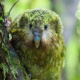 KakapoRhino's Avatar