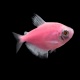 pwypGlofish's Avatar