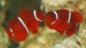 redfisher1139's Avatar