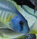 tropical-fish's Avatar