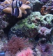 Reef expert's Avatar