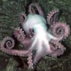 CephalopodCove's Avatar
