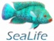 sealife's Avatar