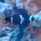 Clownfish25
