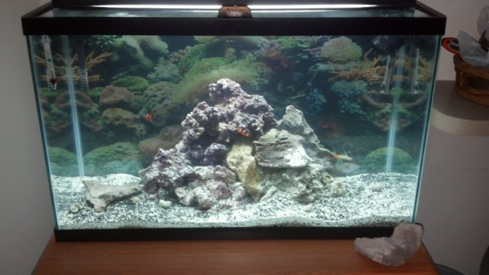 Click image for larger version

Name:	29G Reef Clear.jpg
Views:	158
Size:	177.5 KB
ID:	114435