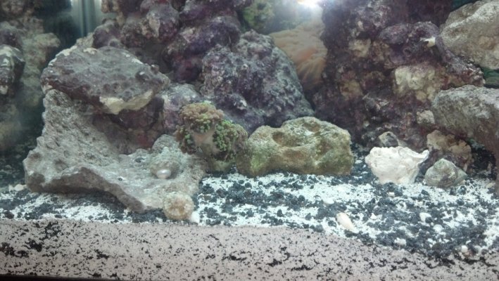 Click image for larger version

Name:	GreenPurple Tip Frogspawn.jpg
Views:	61
Size:	255.0 KB
ID:	115557