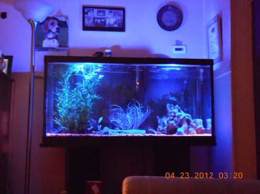 Click image for larger version

Name:	Night at my Fishtank.jpg
Views:	43
Size:	247.1 KB
ID:	115688