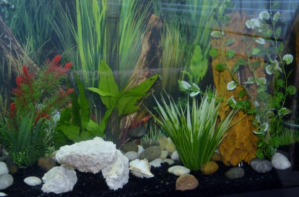 Click image for larger version

Name:	Fish Tank 015.jpg
Views:	109
Size:	253.1 KB
ID:	123629