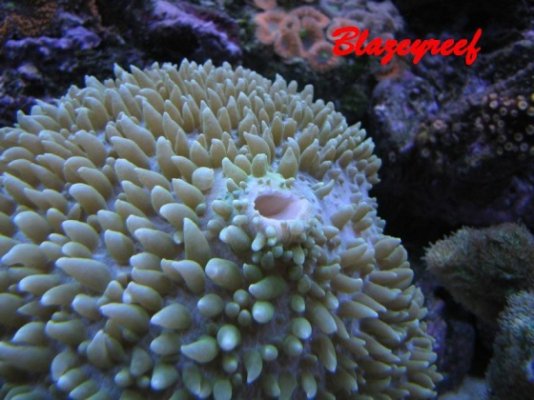 Click image for larger version

Name:	coralmouth.jpg
Views:	76
Size:	97.2 KB
ID:	13635