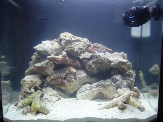 My first saltwater tank - 14g Biocube journal - Aquarium Advice ...