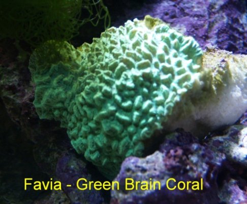 Click image for larger version

Name:	favia brain coral 4x3.jpg
Views:	77
Size:	95.7 KB
ID:	14101