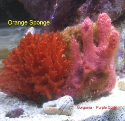 Click image for larger version

Name:	orange sponge and gorgonia .jpg
Views:	78
Size:	77.5 KB
ID:	14102