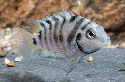 Click image for larger version

Name:	CICHLID_CONVICT_MEDIUM.jpg
Views:	42
Size:	18.6 KB
ID:	155329