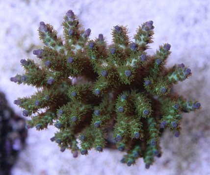 Click image for larger version

Name:	Acropora plana.jpg
Views:	97
Size:	64.7 KB
ID:	16246