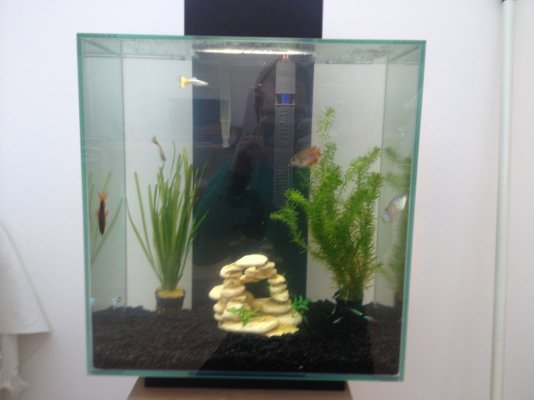 Click image for larger version

Name:	Fish tank.jpg
Views:	43
Size:	168.8 KB
ID:	164405