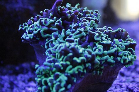 Click image for larger version

Name:	Hammer coral.jpg
Views:	80
Size:	76.1 KB
ID:	17325