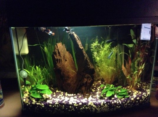 Click image for larger version

Name:	fish tank!.jpg
Views:	49
Size:	254.4 KB
ID:	188963