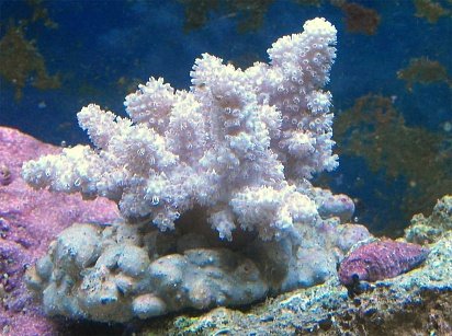 Click image for larger version

Name:	unknowncoral.jpg
Views:	67
Size:	78.4 KB
ID:	19170