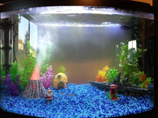 Click image for larger version

Name:	Fish Tank 2.jpg
Views:	64
Size:	258.6 KB
ID:	207125
