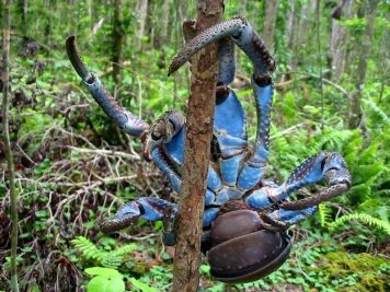 Click image for larger version

Name:	blue_coconut_crab.jpg
Views:	76
Size:	72.6 KB
ID:	20739