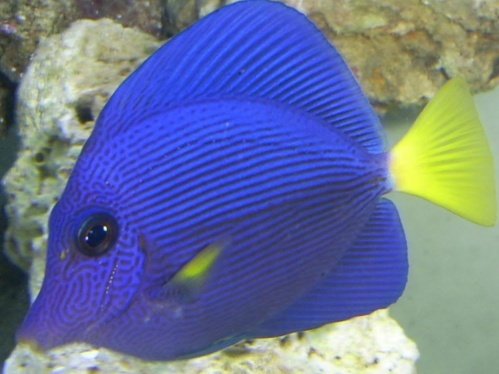 Click image for larger version

Name:	Purple Tang .jpg
Views:	133
Size:	63.3 KB
ID:	21357