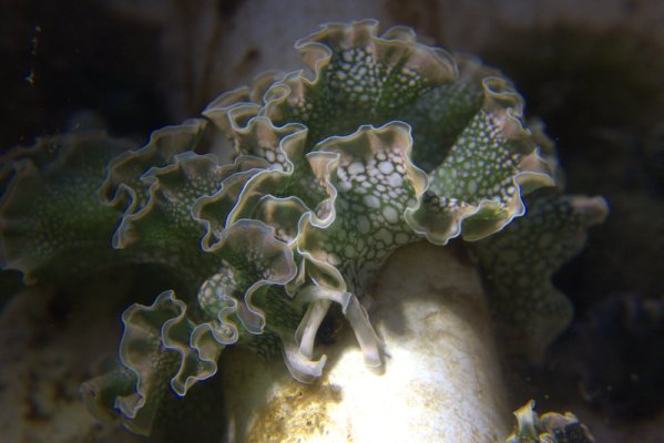 Click image for larger version

Name:	nudi (1).jpg
Views:	38
Size:	118.6 KB
ID:	230803