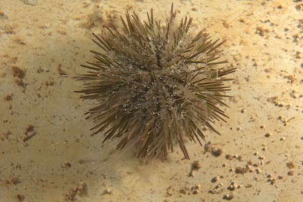Click image for larger version

Name:	pin cushion urchin (1).jpg
Views:	40
Size:	134.6 KB
ID:	230804