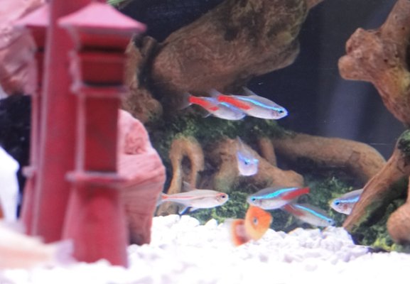 Click image for larger version

Name:	Neon Tetras.jpg
Views:	85
Size:	144.3 KB
ID:	24932