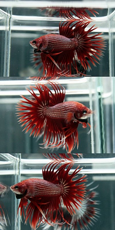 Click image for larger version

Name:	red cambodian crowntail.jpg
Views:	114
Size:	213.4 KB
ID:	264562