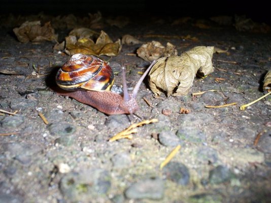 Click image for larger version

Name:	snail.jpg
Views:	72
Size:	94.3 KB
ID:	26807