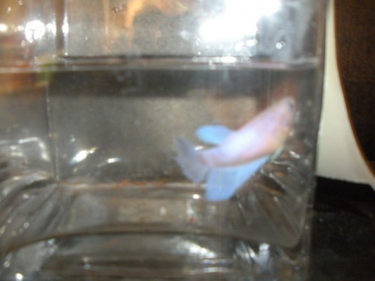 Click image for larger version

Name:	Betta Female Pink Blue017.jpg
Views:	179
Size:	191.4 KB
ID:	278312