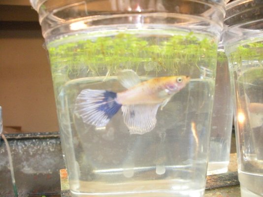 Click image for larger version

Name:	Betta Pink Blue Flagtail007.jpg
Views:	225
Size:	250.2 KB
ID:	278339