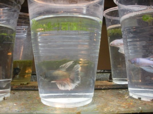 Click image for larger version

Name:	Betta Gray Fringe.jpg
Views:	142
Size:	235.3 KB
ID:	278728