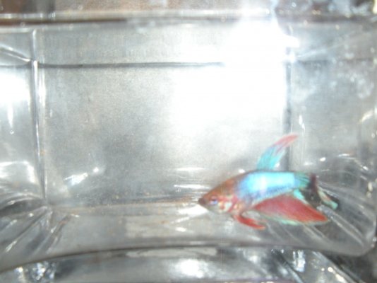 Click image for larger version

Name:	Betta Multi015 (1).jpg
Views:	148
Size:	181.8 KB
ID:	278729