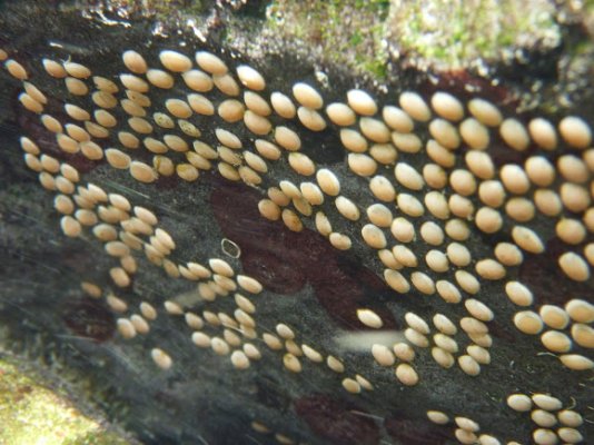 Click image for larger version

Name:	Nerite Snail Eggs.jpg
Views:	259
Size:	94.2 KB
ID:	278768